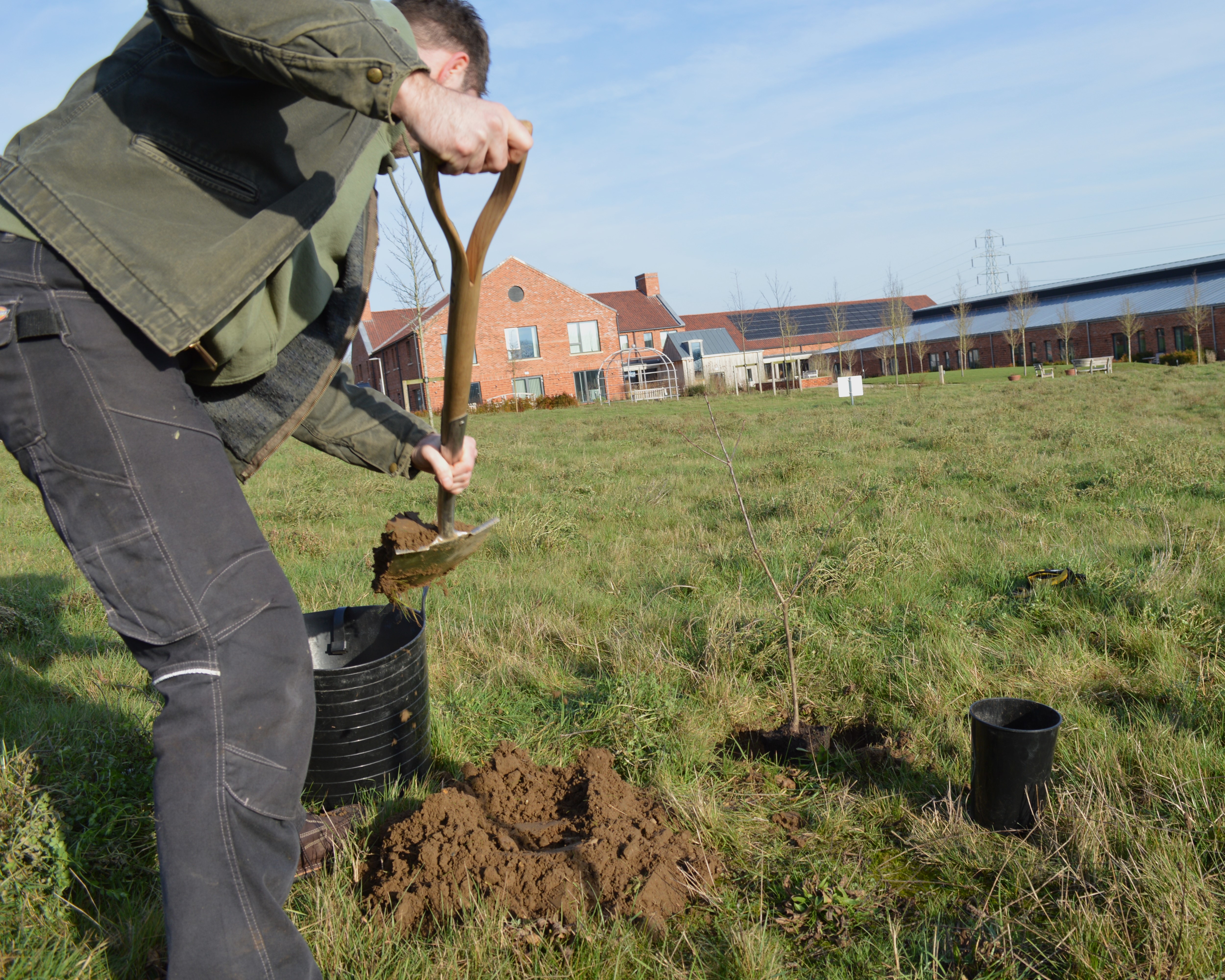 Oak being planted by Jack Mackenzie, head gardener, at Priscilla Bacon Lodge