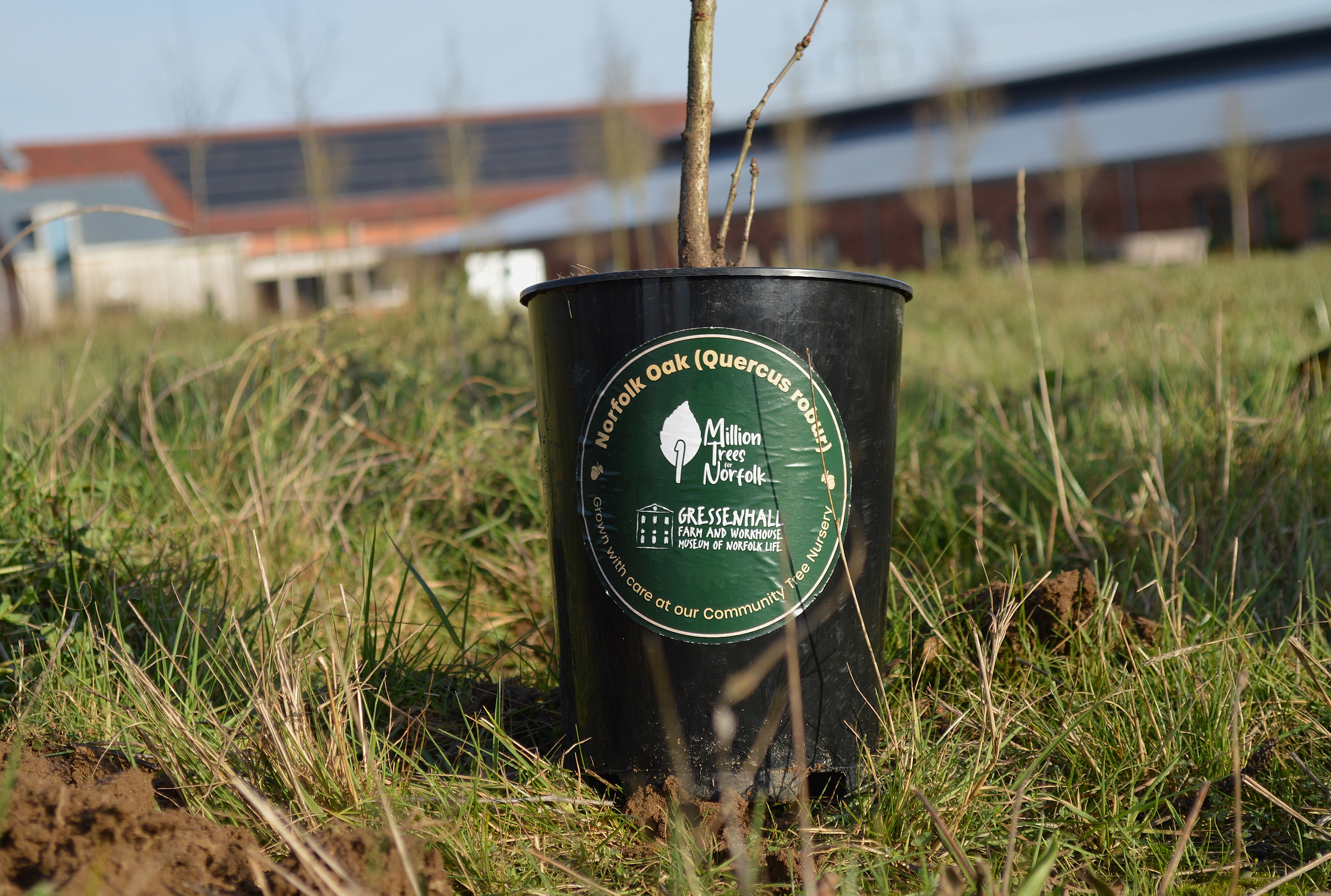 Tree number 500,000 as part of 1 million trees for Norfolk - Norfolk Oak